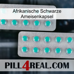 Africa Black Ant Capsule 29